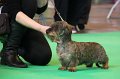 Crufts2010 248